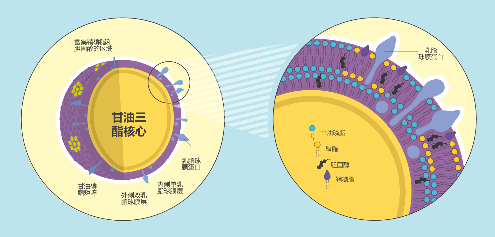 MFGM-look-inside-x-2_CN.jpg