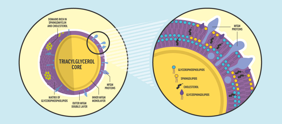 Figure 1: Milk Fat Globule (left) and zoom into the Milk Fat Globule Membrane layers (right)